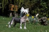 CHIEN NU CHINOIS 030